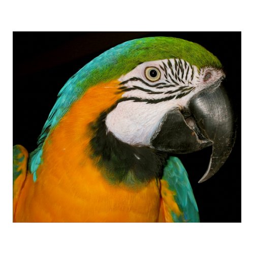 Parrot Portrait print