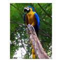 Parrot Pose $49.75 print