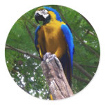 Parrot Pose $4.95 Round Sticker