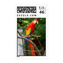 Parrot postage