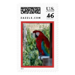 Parrot Postage Stamp