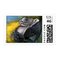 Parrot Postage Stamp
