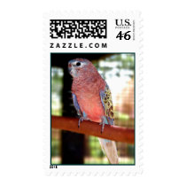 Parrot Postage Stamps