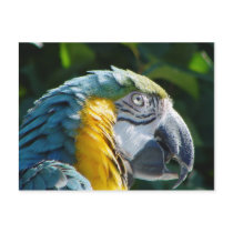 Parrot Postcard by TenLakesRealty Parrot Postcard