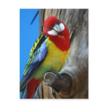 Parrot Postcard