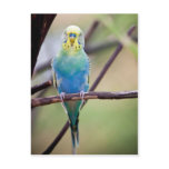 Parrot Postcards