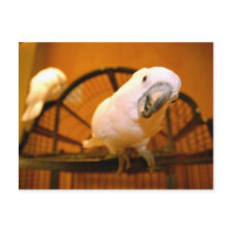 Parrot postcards