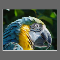 Parrot Postcard postcards