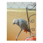 Parrot - postcard