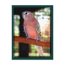 parrot postcards