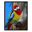 Parrot posters by jeanro Parrot posters