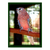 Parrot Poster posters by Petcetera Parrot Poster posters