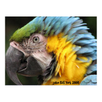 Parrot posters by TJ_Kelly Parrot posters