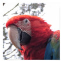 Parrot posters by Sanjo_Gallery Parrot posters