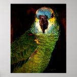 Parrot Poster