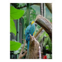 Parrot posters by nitemare Parrot posters