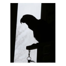 Parrot Silhouette Post Cards