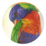 Parrot