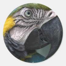 Parrot Sticker