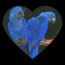 Parrot Stickers. stickers