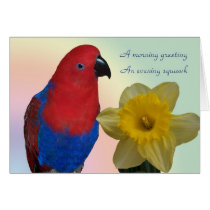 Parrot Sympathy cards