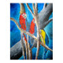 parrot, parrots, macaw, macaws, wildlife, wild,