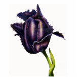 Parrot Tulip Bud Acrylic Cut Outs