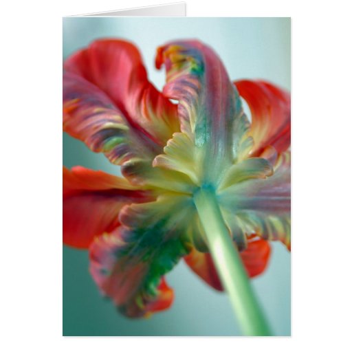 parrot tulip cards