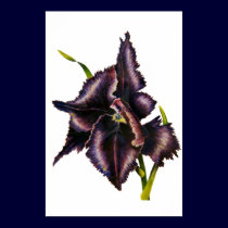 Parrot Tulip Fine Art Print