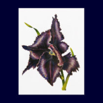 Parrot Tulip Post Card postcards