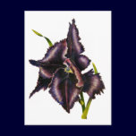 Parrot Tulip Post Card postcards