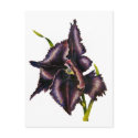 Parrot Tulip Post Card postcards by artbyjolyn Parrot Tulip Post Card postcards