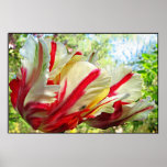 Parrot Tulip Posters