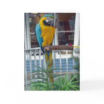 Parrot Waving Hello Card- Just a note to say hi... by beautyofthelake Parrot Waving Hello Card- Just a note to say hi...