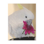 Parrot with he loves me he loves me not post card