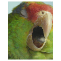 parrot yawning flyers
