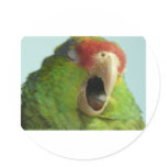 parrot yawning stickers