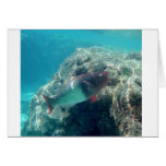 parrotfish cards