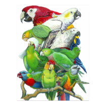 Parrots and Parakeets Print by ouidamac Parrots and Parakeets Print