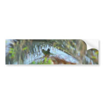 Parrots bumper stickers