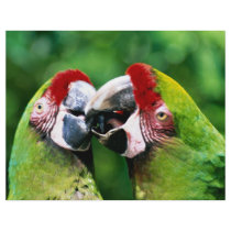 Parrots Flyers