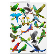 Parrots Galore Card