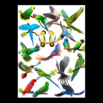 Parrots Galore Poster posters