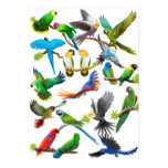 Parrots Galore Poster