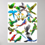 Parrots Galore Poster