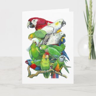 Parrots Greeting Card card