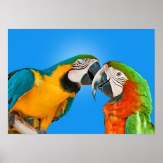 Parrots in Love peck on cheek kiss poster Print