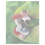 Parrots Personalized Letterhead