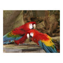Parrots Looking At You posters