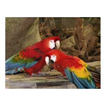Parrots Looking At You posters